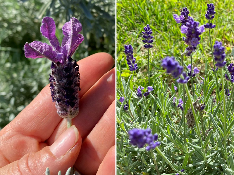 O Fundamento dos Chás